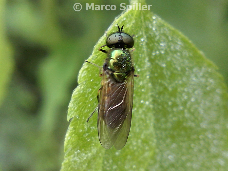 Chloromyia formosa